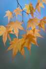 USA, Washington State, Seabeck. Japanese maple leaves in autumn. Art Print